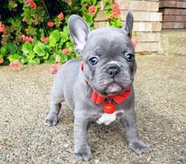 French Bulldog Puppy for sale in Kent, OH, USA