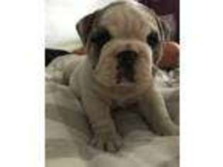 Bulldog Puppy for sale in Taunton, MA, USA