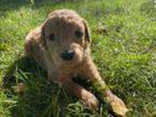 Labradoodle Puppy for sale in Highland, UT, USA
