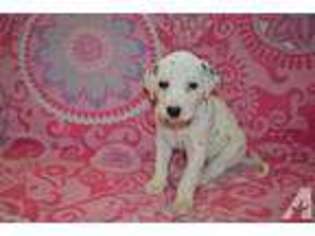Dalmatian Puppy for sale in POWAY, CA, USA