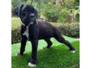 Boxer Puppy for sale in Chino Hills, CA, USA