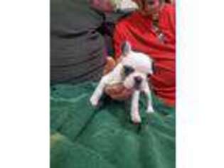French Bulldog Puppy for sale in Saint Peters, MO, USA
