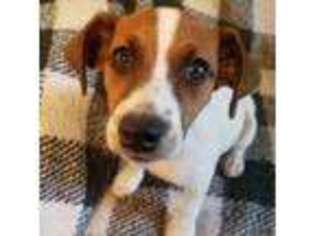Jack Russell Terrier Puppy for sale in Hillsborough, NC, USA