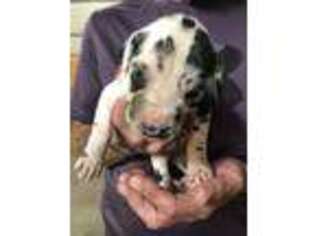 Great Dane Puppy for sale in Devils Lake, ND, USA