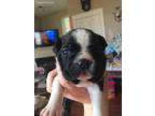 Boston Terrier Puppy for sale in South Charleston, OH, USA