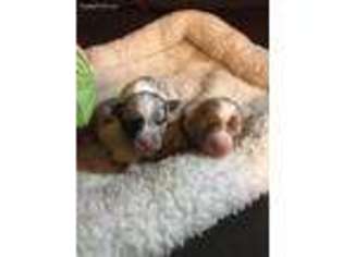 Miniature Australian Shepherd Puppy for sale in Adelphi, OH, USA