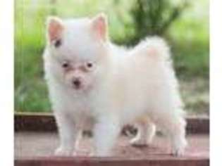 Pomeranian Puppy for sale in Willow Springs, MO, USA