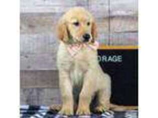 Golden Retriever Puppy for sale in Goshen, IN, USA