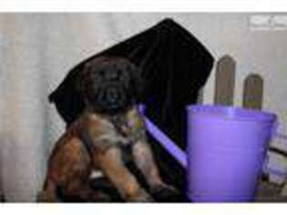 Mastiff Puppy for sale in Lancaster, PA, USA