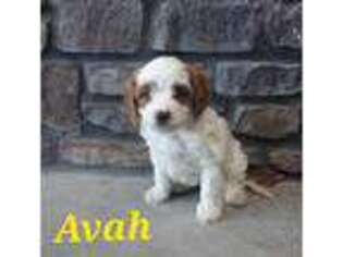 Cavapoo Puppy for sale in Harlan, IN, USA