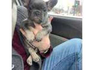 French Bulldog Puppy for sale in Minneapolis, MN, USA