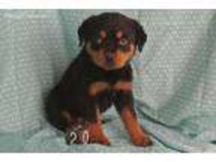 Rottweiler Puppy for sale in Minerva, OH, USA