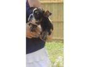 Bulldog Puppy for sale in DEATSVILLE, AL, USA