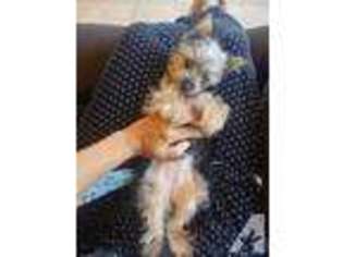 Yorkshire Terrier Puppy for sale in HONOLULU, HI, USA