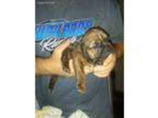 Bulldog Puppy for sale in Hawesville, KY, USA