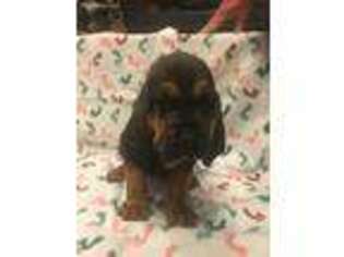 Bloodhound Puppy for sale in Maiden, NC, USA
