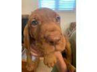 Vizsla Puppy for sale in Clay, MI, USA