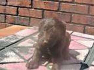 Labradoodle Puppy for sale in Ripley, MS, USA