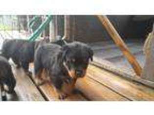 Rottweiler Puppy for sale in Lakeland, FL, USA