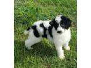 Mutt Puppy for sale in Elizabethtown, NC, USA