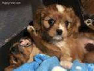 Cavachon Puppy for sale in Harrisonburg, VA, USA