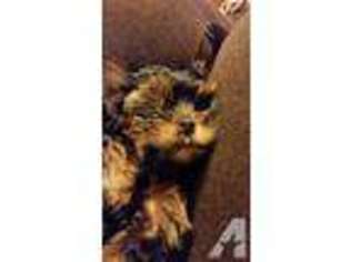 Yorkshire Terrier Puppy for sale in CRAWFORDVILLE, FL, USA