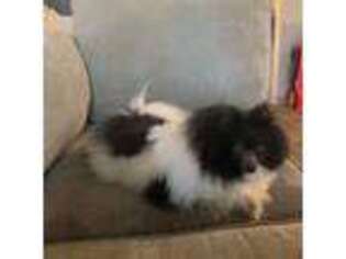 Pomeranian Puppy for sale in Beaumont, TX, USA