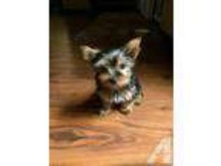 Yorkshire Terrier Puppy for sale in VACAVILLE, CA, USA