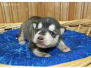 Siberian Husky Puppy for sale in Colville, WA, USA