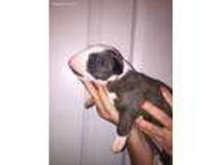 Bull Terrier Puppy for sale in Columbus, TX, USA