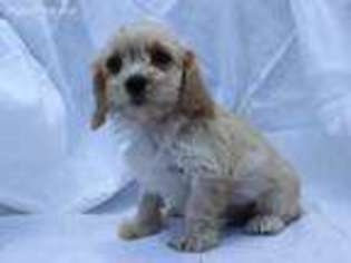 Cavapoo Puppy for sale in Crocker, MO, USA