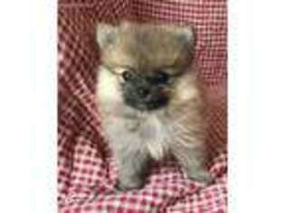 Pomeranian Puppy for sale in Wrightsville, GA, USA