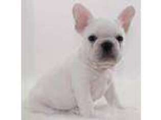 French Bulldog Puppy for sale in Dumas, TX, USA