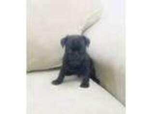 Pug Puppy for sale in Manheim, PA, USA