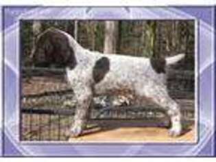 German Shorthaired Pointer Puppy for sale in Columbia, SC, USA