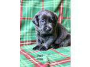 Labrador Retriever Puppy for sale in Omak, WA, USA