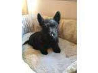 Scottish Terrier Puppy for sale in Cheswick, PA, USA