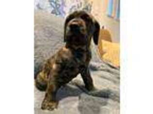 Mastiff Puppy for sale in Algonac, MI, USA