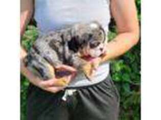 Bulldog Puppy for sale in Toledo, OH, USA