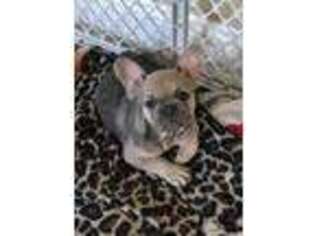 French Bulldog Puppy for sale in Hilton, NY, USA