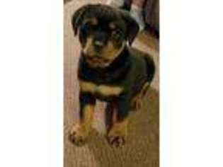 Rottweiler Puppy for sale in Hawk Point, MO, USA