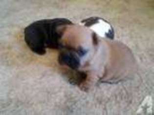 French Bulldog Puppy for sale in GEUDA SPRINGS, KS, USA