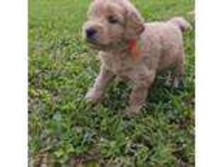 Goldendoodle Puppy for sale in Spring Hill, FL, USA