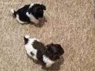 Havanese Puppy for sale in Merrill, WI, USA