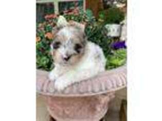 Yorkshire Terrier Puppy for sale in Henrietta, TX, USA