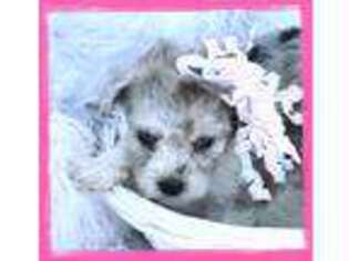 Mutt Puppy for sale in Bloomfield Hills, MI, USA