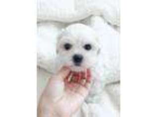 Maltese Puppy for sale in Fulton, MD, USA