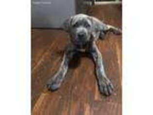 Cane Corso Puppy for sale in Jamestown, OH, USA