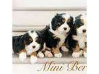 Bernese Mountain Dog Puppy for sale in Salem, UT, USA