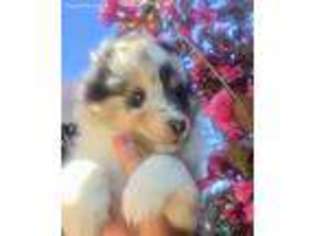 Shetland Sheepdog Puppy for sale in Jackson, MI, USA